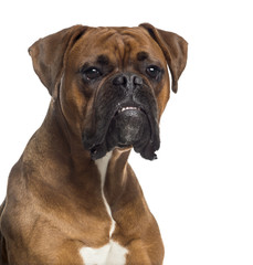 Obraz premium Headshot of a Boxer (10 months old)