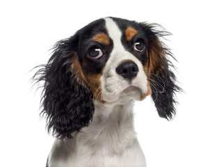 Headshot of a Cavalier King Charles Spaniel puppy (19 weeks old)