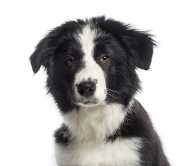 Headshot of a Border Collie puppy (4 months old)