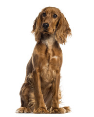 English Cocker Spaniel sitting (7 months old)