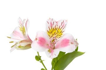 Fototapeta na wymiar A pink lilium bouquet