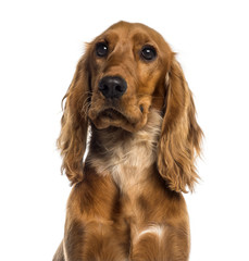 Headshot of a English Cocker Spaniel (7 months old)
