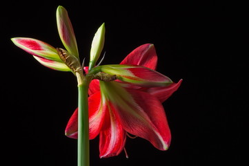 Red amarilis flower