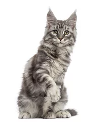 Photo sur Plexiglas Chat Maine Coon (2 years old) sitting, pawing and looking away