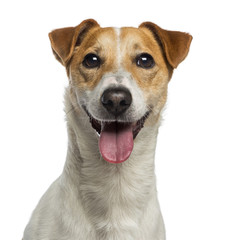 Headshot of a Jack Russell Terrier (18 months old) © Eric Isselée