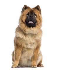 Chow Chow sitting (1 year old)