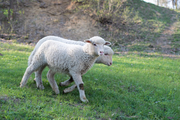 lamb grazing in rural field