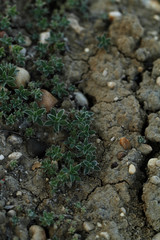 Small plant