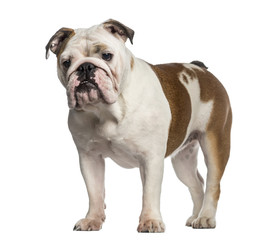 English Bulldog standing (8 months old)