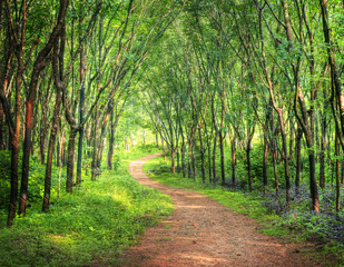Enchanting Forest Lane in a Rubber Tree Plantation