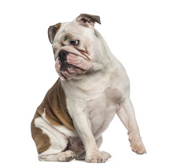 English Bulldog sitting (8 months old)