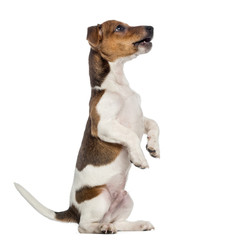 Jack Russell Terrier puppy sitting pretty (3 months old) - obrazy, fototapety, plakaty