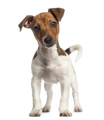 Jack Russell Terrier puppy standing up (3 months old)