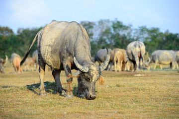 buffalo grazing on a green grassy field