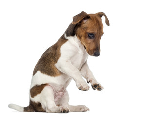 Jack Russell Terrier puppy on hind legs (3 months old)