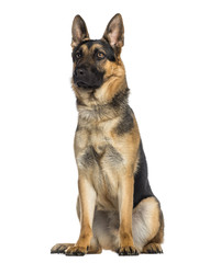 German Shepherd Dog sitting (1 year old)
