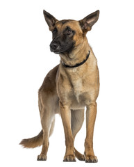 Belgian Shepherd Dog standing (Malinois)