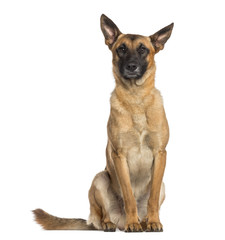 Belgian Shepherd Dog sitting (Malinois)