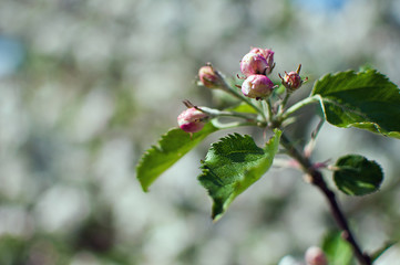 Blüte