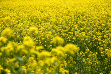 菜の花