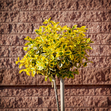 Emerald gold (Euonymus fortunei) planted in front of brick wall