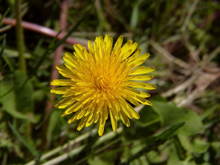 желтый одуванчик