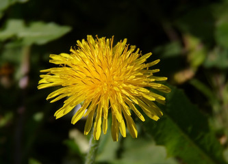 одуванчик желтый