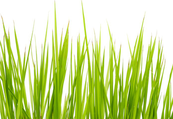 Fototapeta premium rice sprouts.