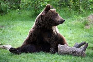 brown bear sitting on grass