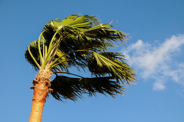 Naklejka premium Palm Tree Blowing In The Wind