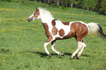 Naklejka na ściany i meble Gorgeous paint horse mare running on pasturage