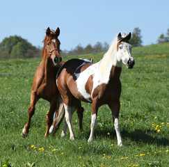 Obraz na płótnie Canvas Gorgeous western horses on pasturage
