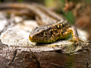 Sand Lizard (Lacerta agilis)