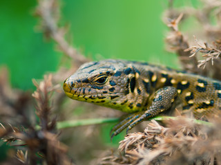Sand Lizard (Lacerta agilis)