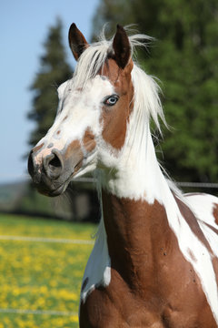 Portrait of paint horse mare in spring