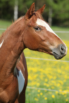 Portrait of paint horse mare in spring