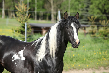 Obraz premium Amazing paint horse stallion looking at you