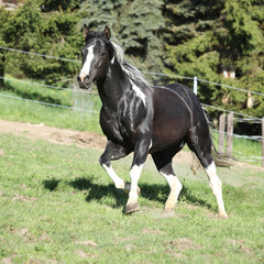 Obraz na płótnie Canvas Amazing paint horse stallion with long mane