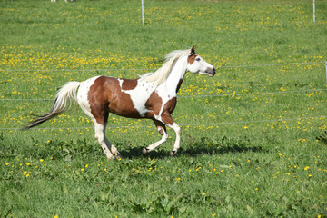 Naklejka na ściany i meble Gorgeous paint horse mare running on pasturage