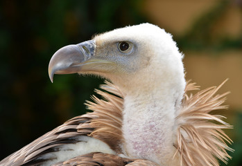 Griffon Vulture (Gyps fulvus)