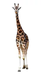 Rideaux occultants Girafe girafe isolé sur fond blanc