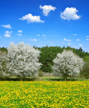 Blooming trees on spring meadow with dandelions