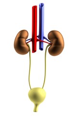 realistic 3d render of kidneys