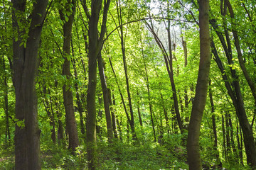 Fototapeta na wymiar Forest Goloseevskij in Kiev in spring