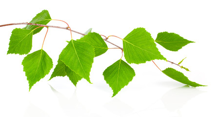Obraz premium Brzoza liście drzewa na białym tle na białym tle.