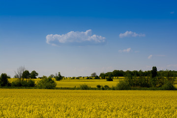 Rapsfeld in der Frühlingssonne