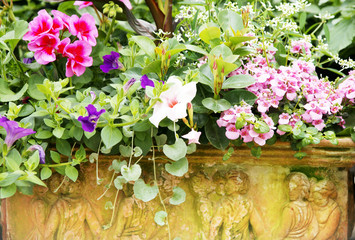 Balkonblumen in Terracotta-Kasten