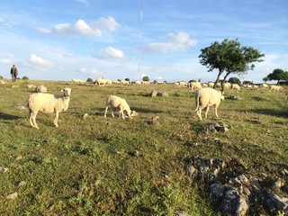Çoban ve Koyunları