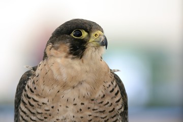 falco peregrinus