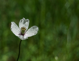 papaver albiflorum